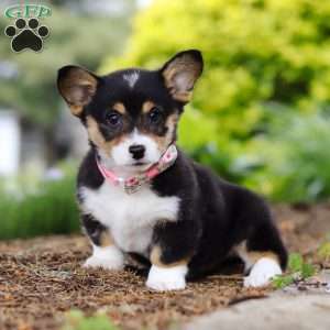 Debbie, Pembroke Welsh Corgi Puppy